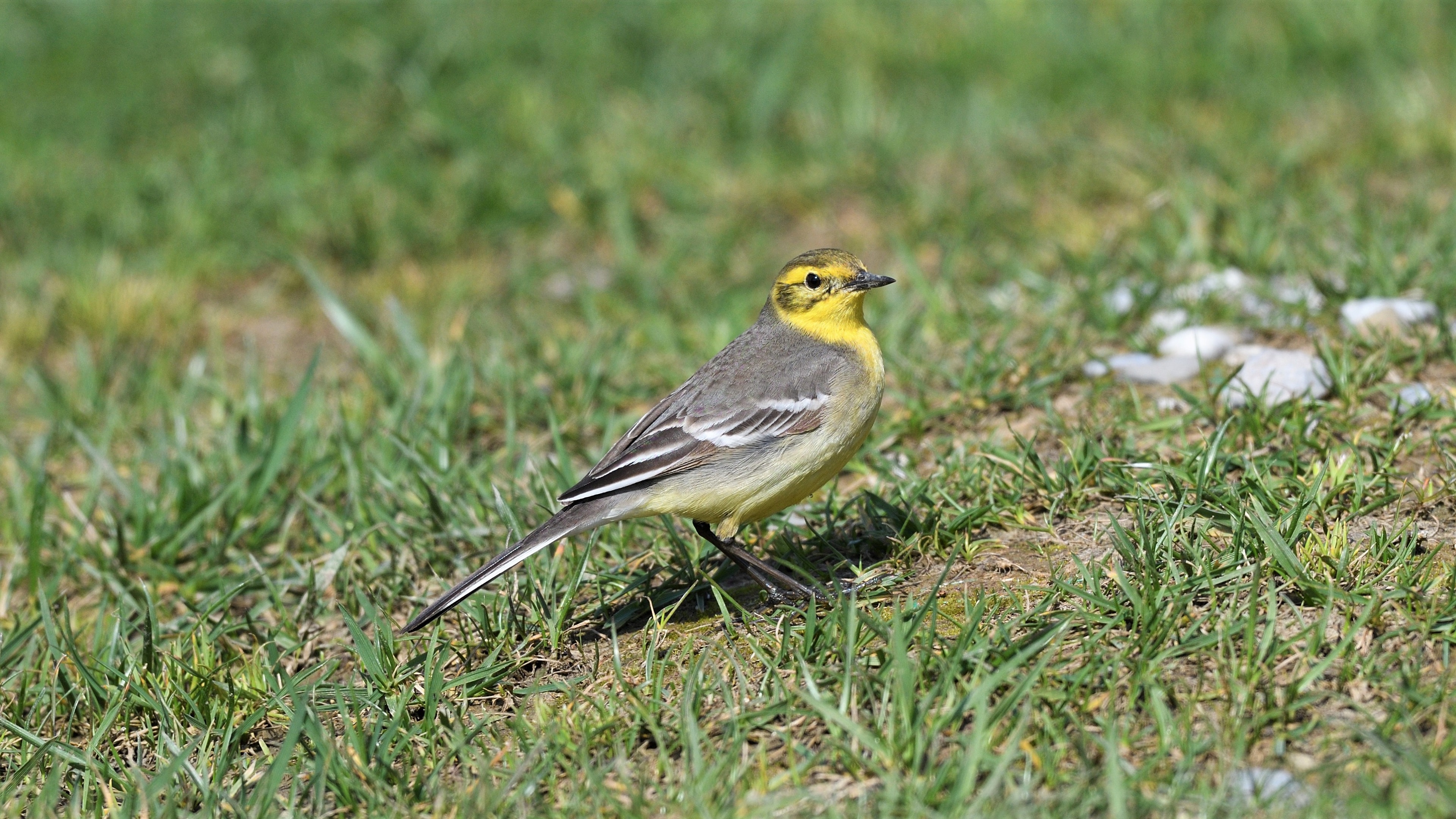 Citrine Wagtail